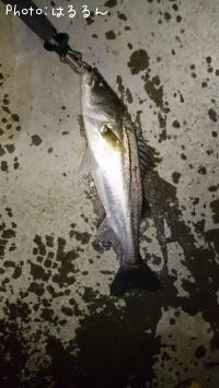 �����Х�