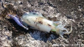 ¥¢¥ª¥ê¥¤¥«