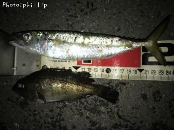 ���С���Х�