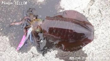 �����ꥤ��