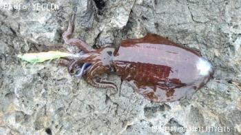 �����ꥤ��