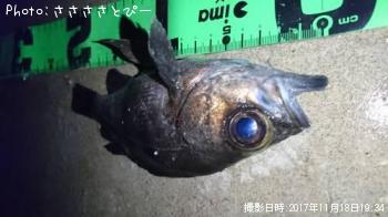 ��Х������