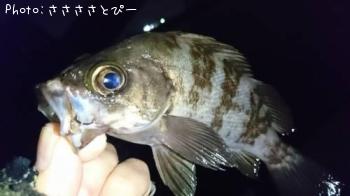 ��Х������