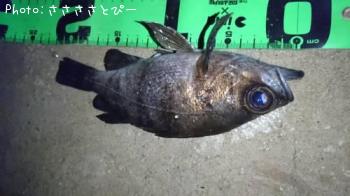 ��Х������