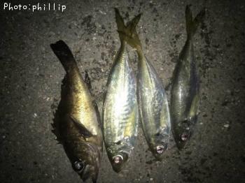 ��������Х�