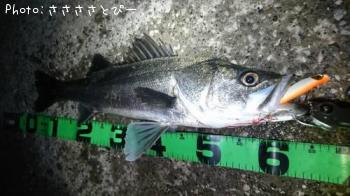 �����Х�