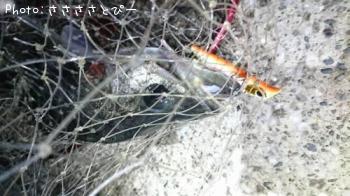 �����Х�