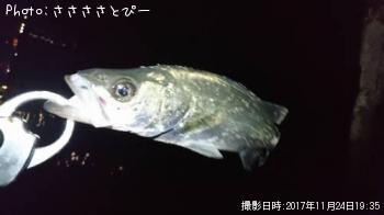 �����Х�