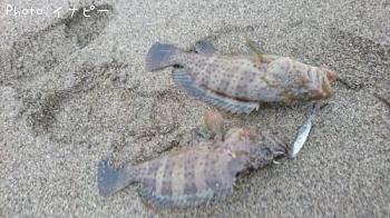 ���㥤���ޥ�ϥ�