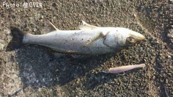 �����Х�