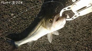 �����Х�