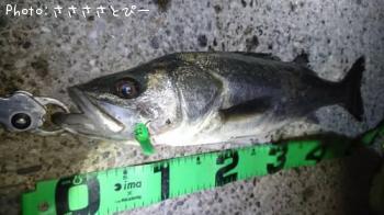 �����Х�