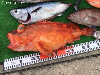 ���å��ꥫ����