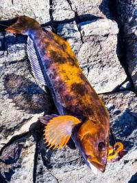 �����ʥ�