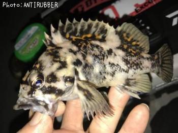 ���������饽��