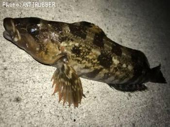 �����ʥ�