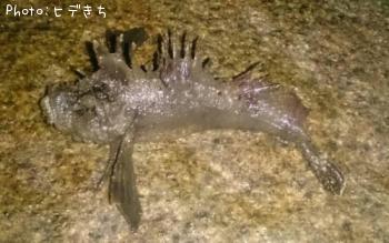 ¥ª¥Ë¥ª¥³¥¼