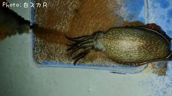 ¥·¥ê¥ä¥±¥¤¥«