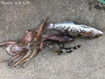 �ޥ����������ʥᡢ�ܥå����ɥ�