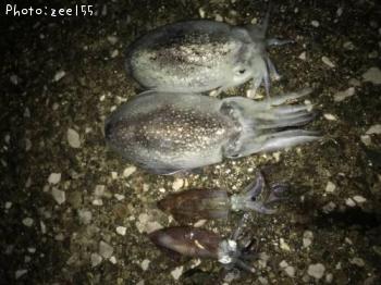 �ҥ����ȥ���䥱