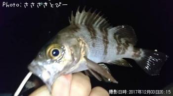 ��Х�������Х�