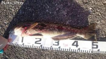 �����ʥ�