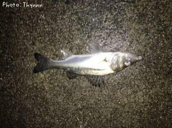 �����Х�