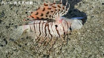 �ҥ�ޥ��ʼ���ˡ����������ĥ�����������������