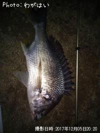 ���ӥ졢������