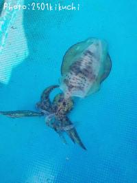 �����ꥤ��