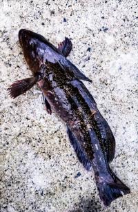 �����ʥ�