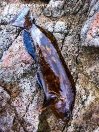 �����ʥ�