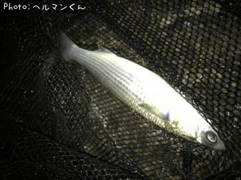 �٥��ȡʥܥ��