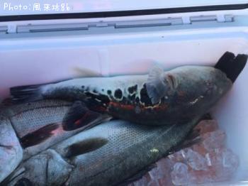 ¥·¡¼¥Ð¥¹¡õ¥È¥é¥Õ¥°