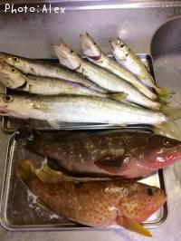 �����ϥ�