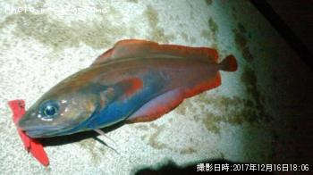 �������������ʥ�