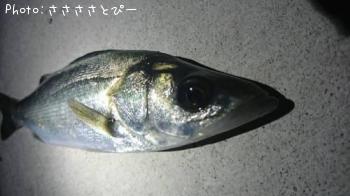 �����������Х�