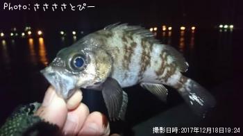 ��Х���勵�ꥬ��