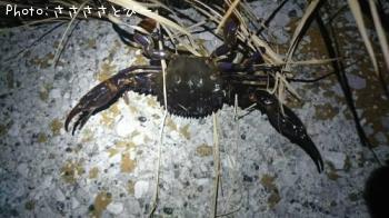 ��Х���勵�ꥬ��