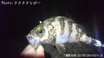 ��Х���勵�ꥬ��