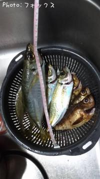 ¥¢¥¸¡¦¥á¥Ð¥ë