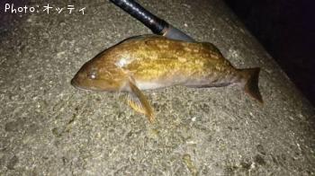 �����ʥ�