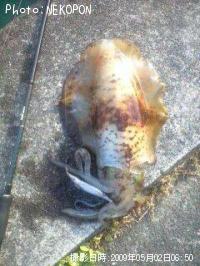 �����ꥤ��