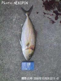 �ͥ���ʥ���ѥ��ĵ���