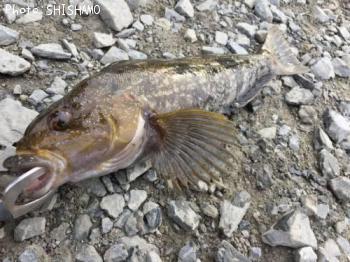 �����ʥ�