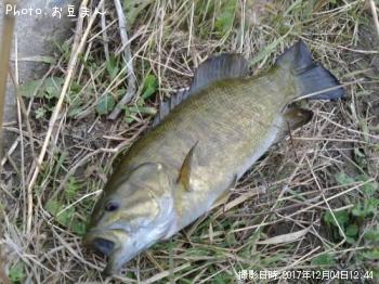 ¥¹¥â¡¼¥ë¥Þ¥¦¥¹