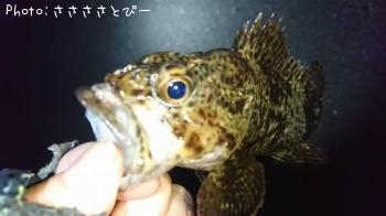 ¥½¥¤¡õ¥á¥Ð¥ë