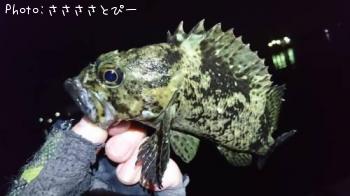 ¥½¥¤¡õ¥á¥Ð¥ë