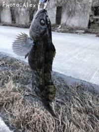 �����ʥ�