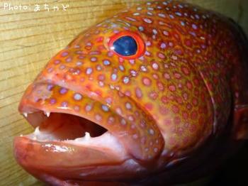 �ʥ����塼�ߡ��Х��ڥХ�ϥ���